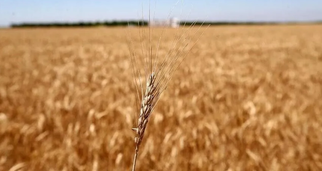 Küresel buğday piyasasında Karadeniz depremi